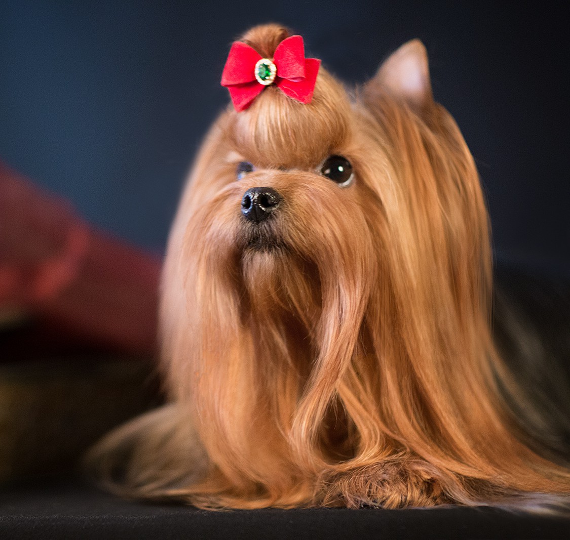 LESANZH ANTEYA KATARINA &mdash; Labaza DogPedigree YorkshireTerrier
